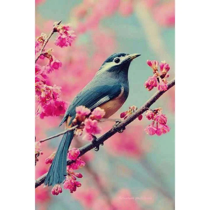 Blauwe Vogel