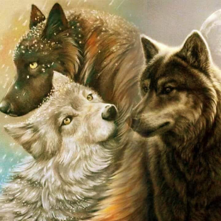 3 Wolven