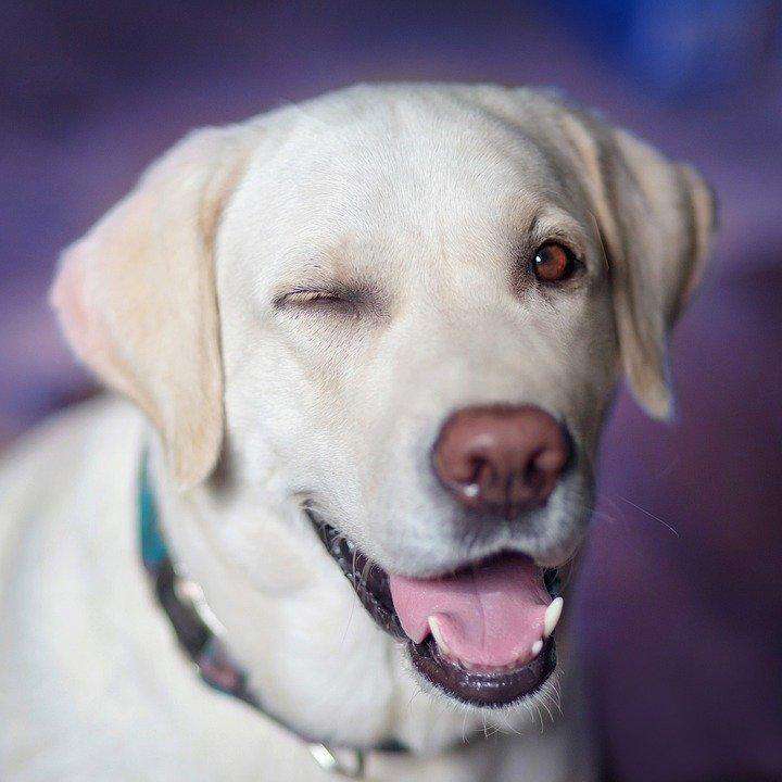Labrador Knipoog