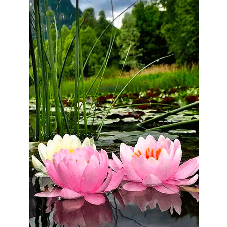 Lotusbloem