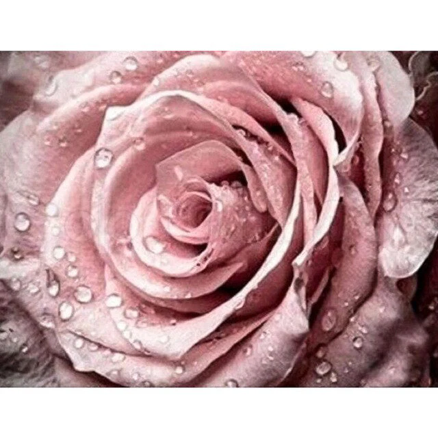 Roze Roos