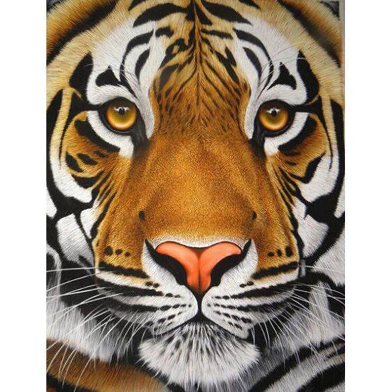 Tijger